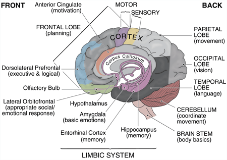 The Brain - Diagram and Explanation